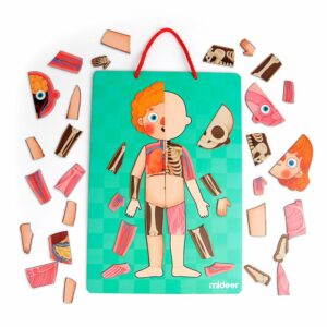 Mideer znanstveni set Moje tijelo - Slika 3